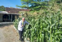 Lapas Purwodadi Kelas 2B Panen Jagung Manis dan Terong