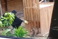 Pujiati warga Desa Ngrandah mencoba memancing kera liar agar masuk perangkap. (mediasapujagad.com/dok)