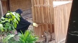 Pujiati warga Desa Ngrandah mencoba memancing kera liar agar masuk perangkap. (mediasapujagad.com/dok)