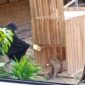Pujiati warga Desa Ngrandah mencoba memancing kera liar agar masuk perangkap. (mediasapujagad.com/dok)