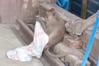 Seekor kera satroni rumah warga Desa Ngrandah, Kecamatan Toroh, warga resah. (mediasapujagad.com/dok)