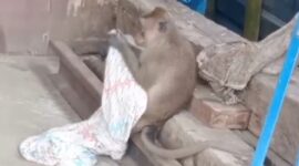 Seekor kera satroni rumah warga Desa Ngrandah, Kecamatan Toroh, warga resah. (mediasapujagad.com/dok)